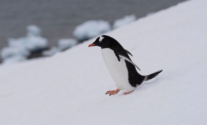 Pinguin bij Antarctica